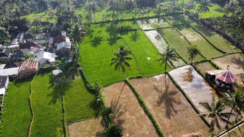 Alfarizi Homestay Tetebatu Zewnętrze zdjęcie